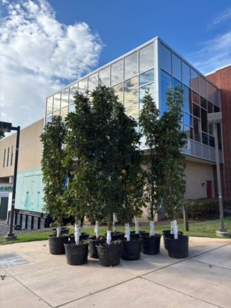 Trees-arrival-9-26-25